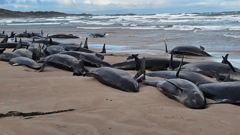 Tragedia en Tasmania: 157 ballenas mueren tras quedar varadas en una playa remota