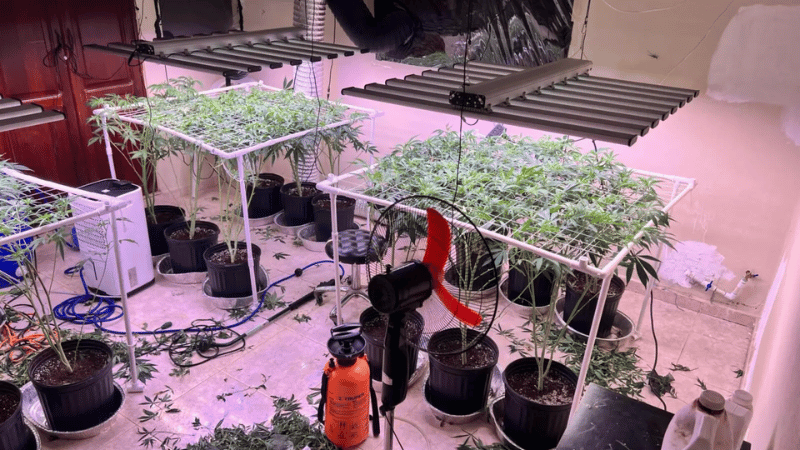 DNCD y Ministerio Público Desmantelan Invernadero de Marihuana en La Vega