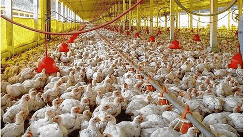 Estados Unidos detecta casos de gripe aviar H7N9 en granja de pollos en Mississippi