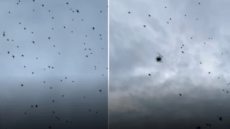 Enorme telaraña sorprende a residentes de São Thomé das Letras, Brasil